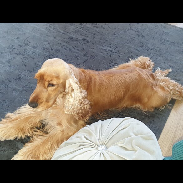 Cocker Spaniel (Working &amp; Show)