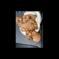 Cocker Spaniel (Working &amp; Show)