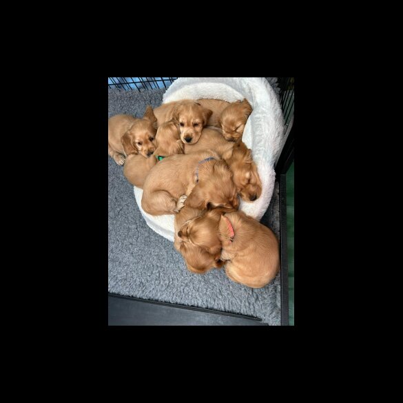Cocker Spaniel (Working &amp; Show)