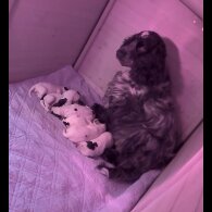 Cocker Spaniel (Working &amp; Show) - Dogs