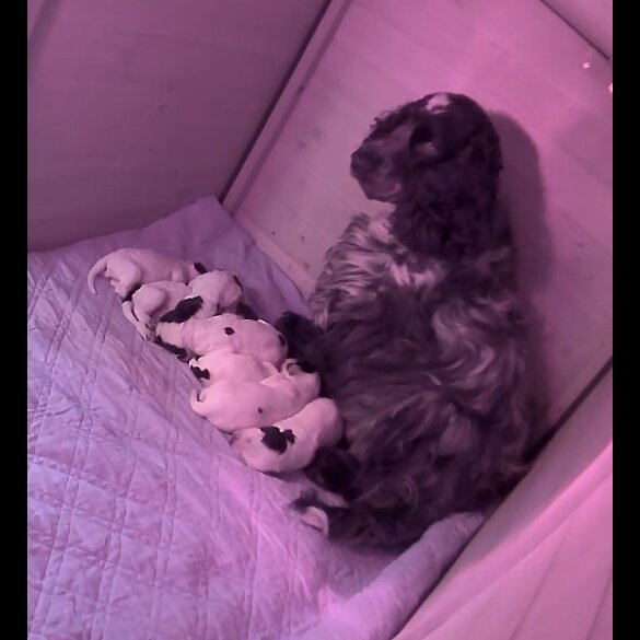 Cocker Spaniel (Working &amp; Show) - Dogs