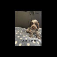 Cocker Spaniel (Working &amp; Show) - Both