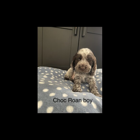 Cocker Spaniel (Working &amp; Show) - Both
