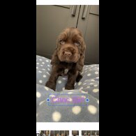 Cocker Spaniel (Working &amp; Show) - Both