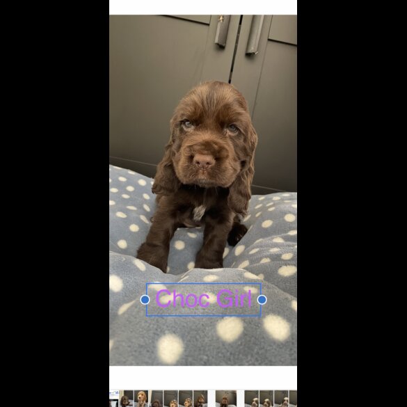 Cocker Spaniel (Working &amp; Show) - Both