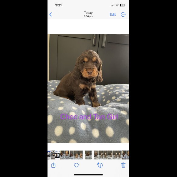 Cocker Spaniel (Working &amp; Show) - Both