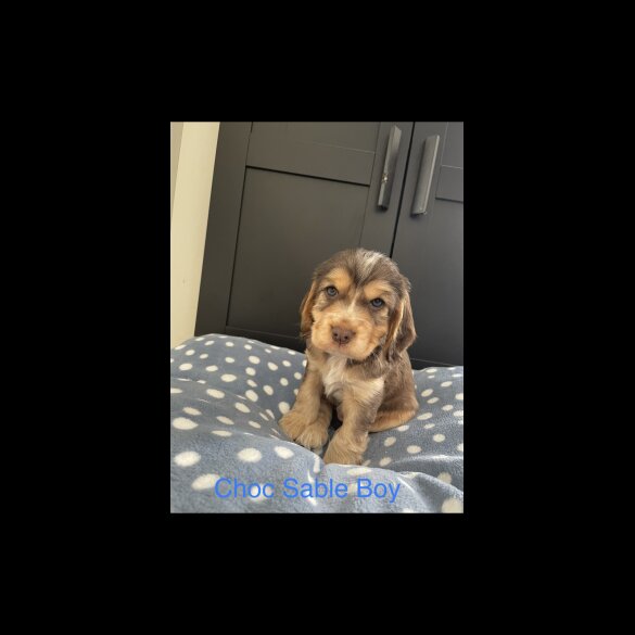 Cocker Spaniel (Working &amp; Show) - Both