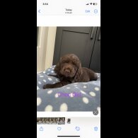 Cocker Spaniel (Working &amp; Show) - Both