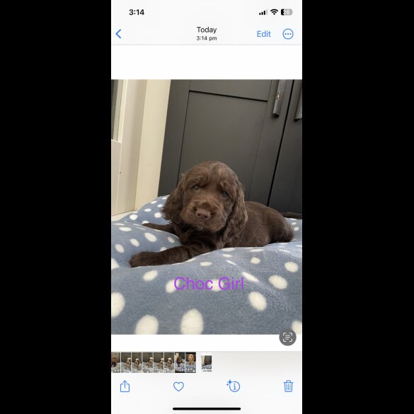 Cocker Spaniel (Working &amp; Show) - Both
