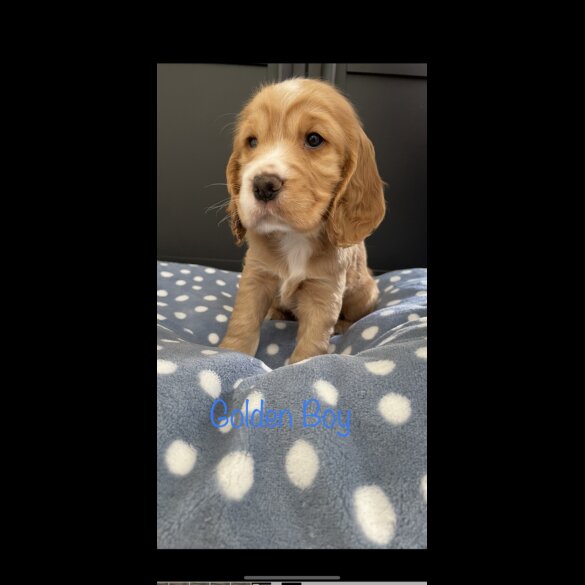 Cocker Spaniel (Working &amp; Show) - Both