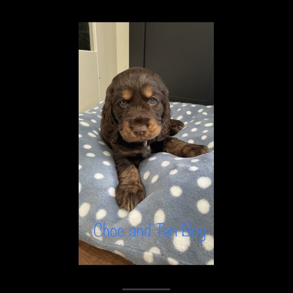 Cocker Spaniel (Working &amp; Show) - Both
