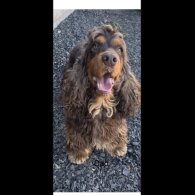 Cocker Spaniel (Working &amp; Show) - Both