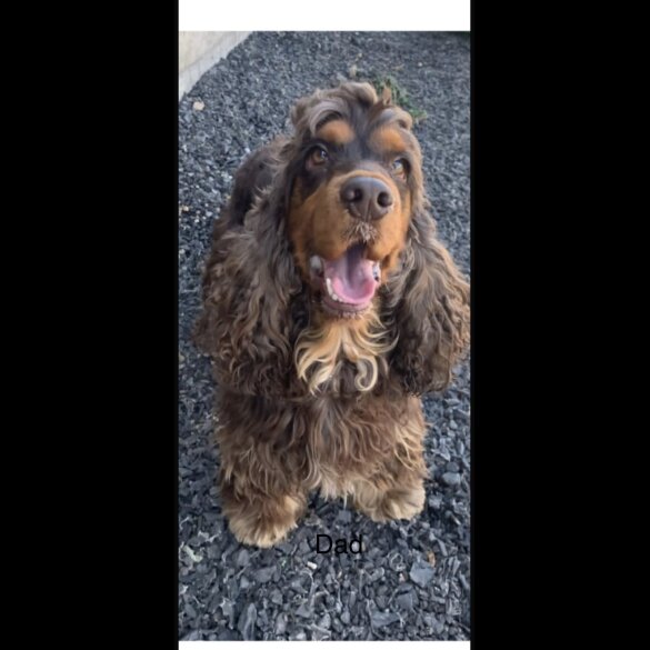 Cocker Spaniel (Working &amp; Show) - Both