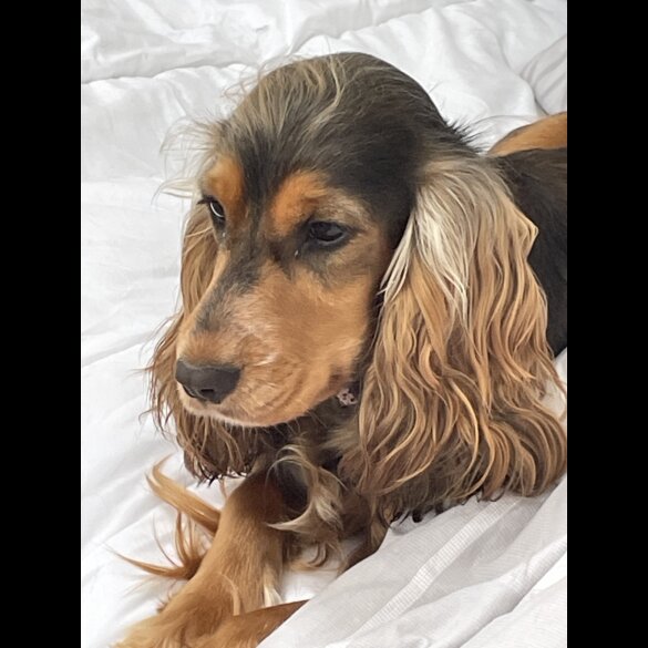Cocker Spaniel (Working &amp; Show) - Both