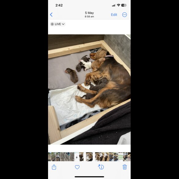 Cocker Spaniel (Working &amp; Show) - Both