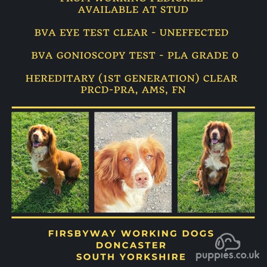 Cocker Spaniel (Working &amp; Show)