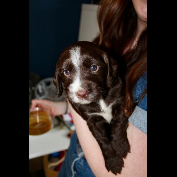 Cocker Spaniel (Working &amp; Show) - Bitches