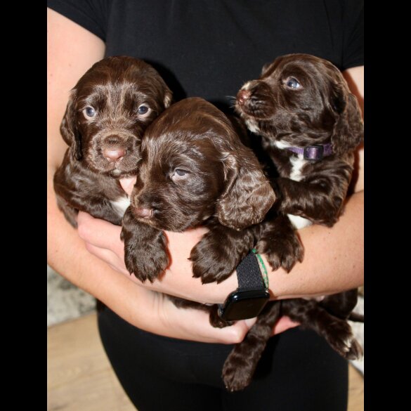 Cocker Spaniel (Working &amp; Show) - Bitches