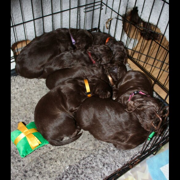 Cocker Spaniel (Working &amp; Show) - Bitches