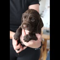 Cocker Spaniel (Working &amp; Show) - Bitches