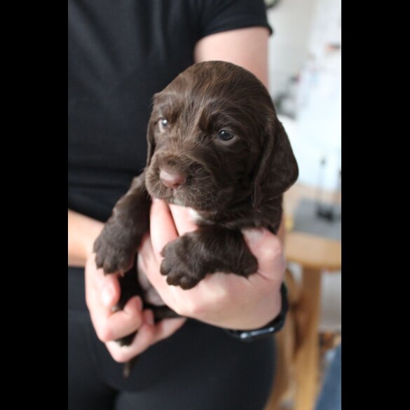 Cocker Spaniel (Working &amp; Show) - Bitches