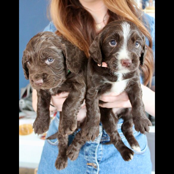 Cocker Spaniel (Working &amp; Show) - Bitches