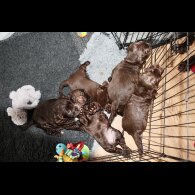 Cocker Spaniel (Working &amp; Show) - Bitches
