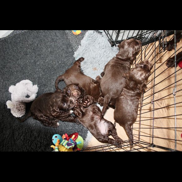 Cocker Spaniel (Working &amp; Show) - Bitches