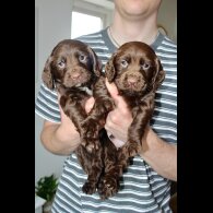 Cocker Spaniel (Working &amp; Show) - Bitches