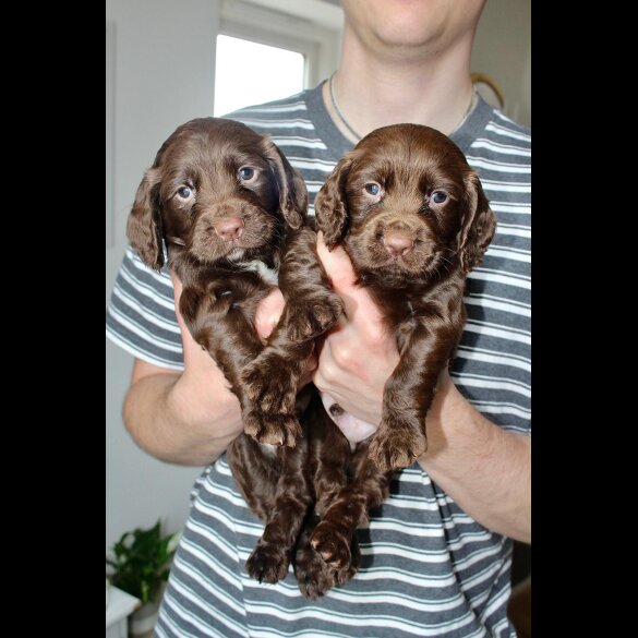 Cocker Spaniel (Working &amp; Show) - Bitches