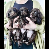 Cocker Spaniel (Working &amp; Show) - Bitches