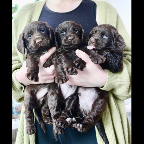 Cocker Spaniel (Working &amp; Show) - Bitches