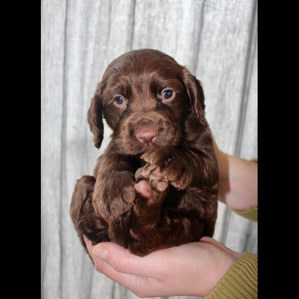 Cocker Spaniel (Working &amp; Show) - Bitches