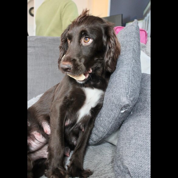 Cocker Spaniel (Working &amp; Show) - Bitches