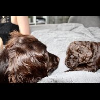 Cocker Spaniel (Working &amp; Show) - Bitches