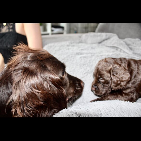 Cocker Spaniel (Working &amp; Show) - Bitches