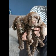 Cocker Spaniel (Working &amp; Show) - Bitches