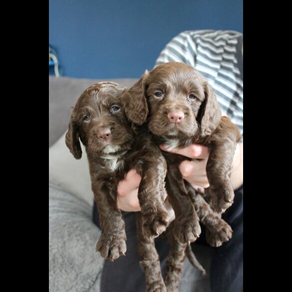 Cocker Spaniel (Working &amp; Show) - Bitches