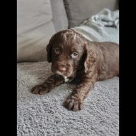 Cocker Spaniel (Working &amp; Show) - Bitches