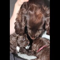 Cocker Spaniel (Working &amp; Show) - Bitches