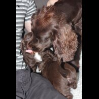 Cocker Spaniel (Working &amp; Show) - Bitches