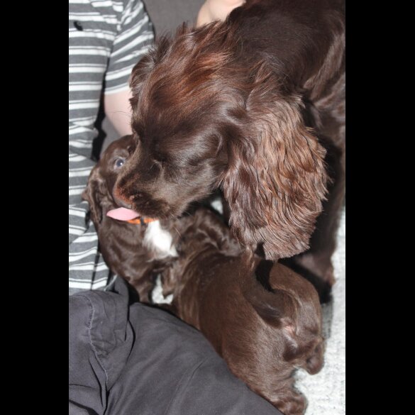Cocker Spaniel (Working &amp; Show) - Bitches