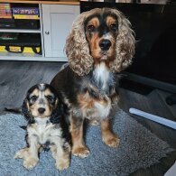 Cocker Spaniel (Working &amp; Show) - Both