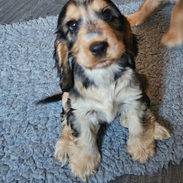 Cocker Spaniel (Working &amp; Show) - Both
