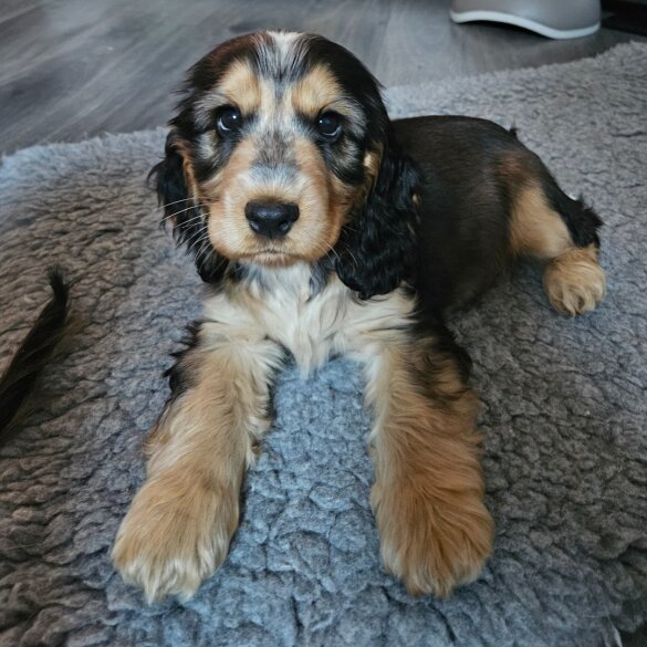 Cocker Spaniel (Working &amp; Show) - Both