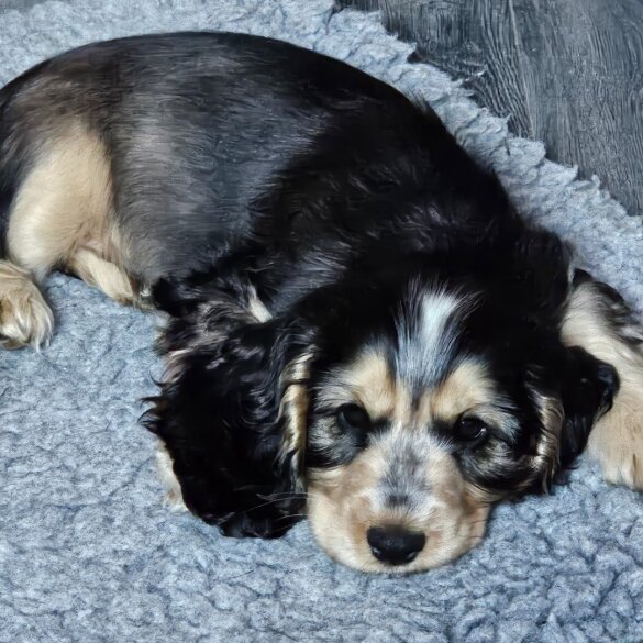 Cocker Spaniel (Working &amp; Show) - Both
