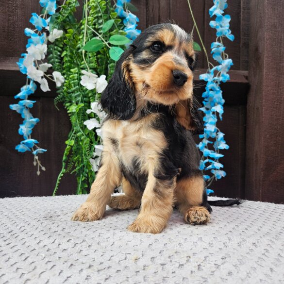 Cocker Spaniel (Working &amp; Show) - Both