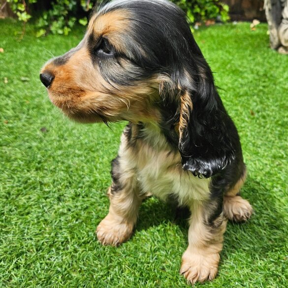 Cocker Spaniel (Working &amp; Show) - Both