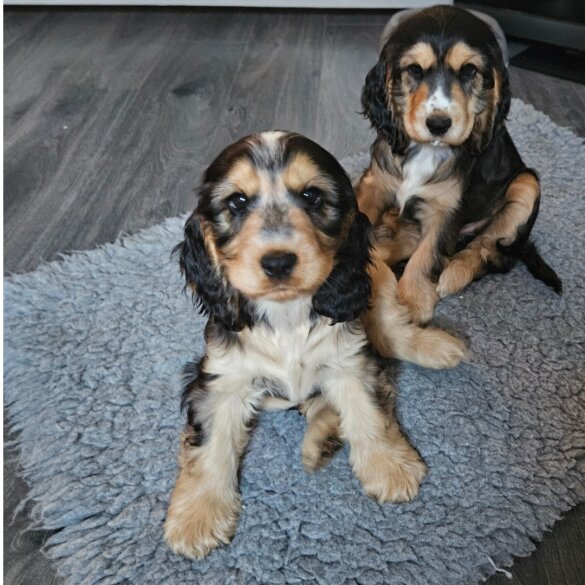 Cocker Spaniel (Working &amp; Show) - Both