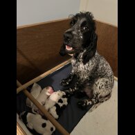 Cocker Spaniel (Working &amp; Show) - Both